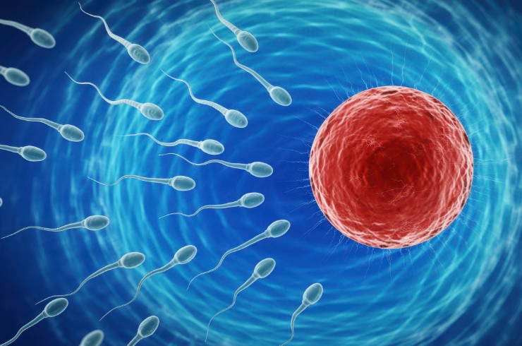Donor Egg & Sperm Programs----33